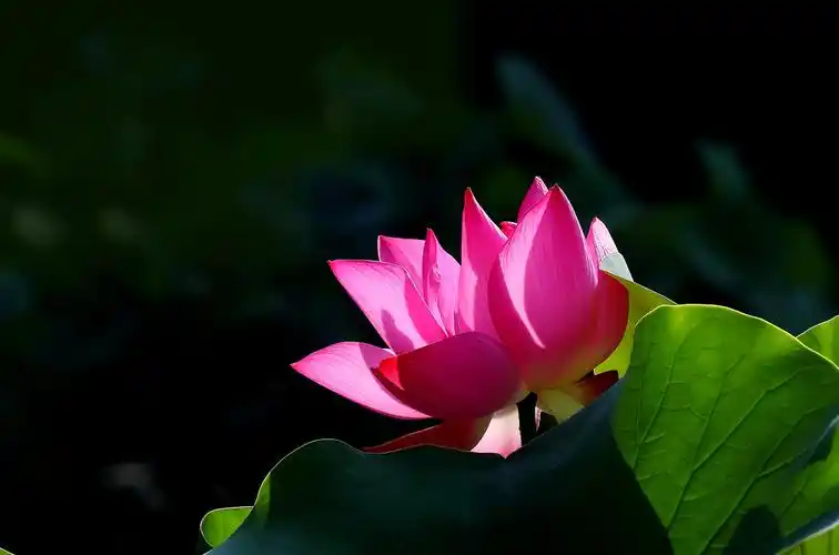 【高清图】荷花节拍荷之《大红袍》《佛坐莲》-中关村在线摄影论坛