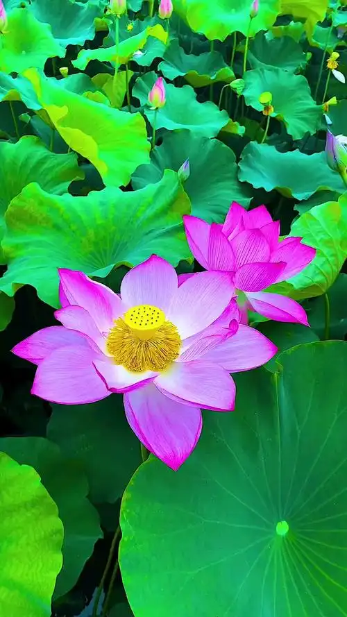 带上全民去旅行#最美的荷花伴侣