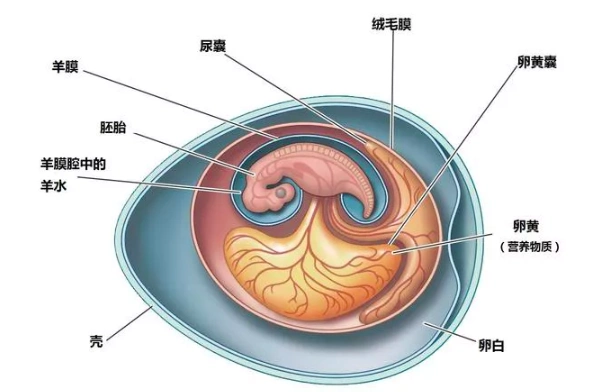 新技术 -> 澳大利亚科学家利用人体羊膜细胞治疗脑卒中  羊膜是胎盘的