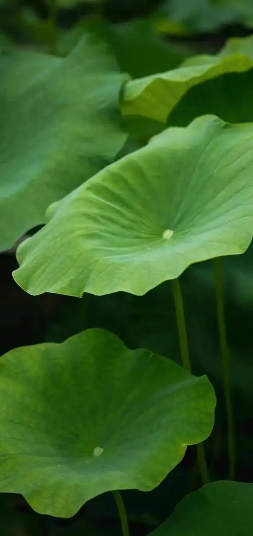 护眼绿色手机壁纸