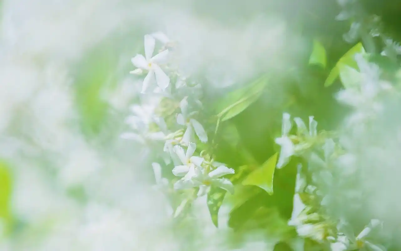 淡雅风车茉莉唯美高清桌面壁纸高清大图预览1920×1200_植物壁纸下载_