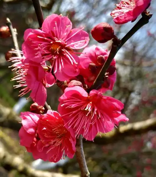 写美篇  江梅(白色五瓣,变种六瓣,粉色)   江梅是比较原始的梅花品种