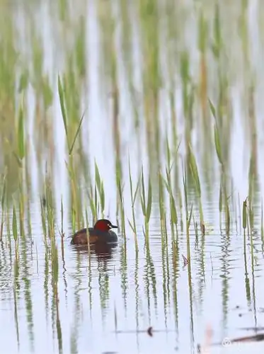 其它 《盘锦故事》蓬蒿满地芦芽短,正是鸟儿恋爱时