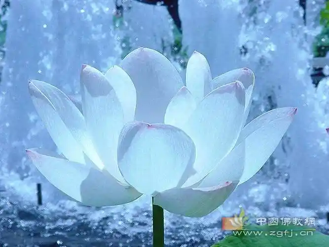 中国佛学66句震撼世界的禅语