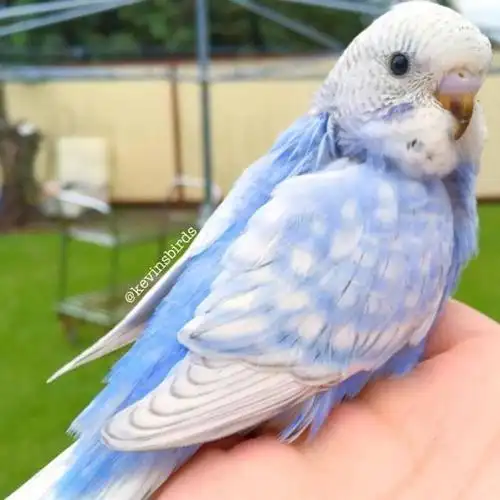 蓝白相间好像穿了一身晚礼服.