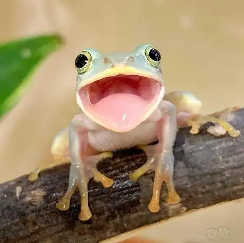 日本女儿放学路上捡了只青蛙妈妈养着养出感情居然还挺可爱