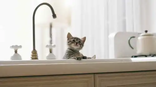 清新小可爱萌宠桌面壁纸