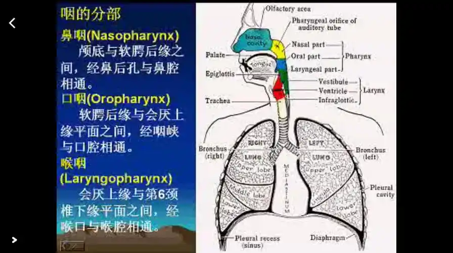 声乐笔记一(共鸣腔的认识)