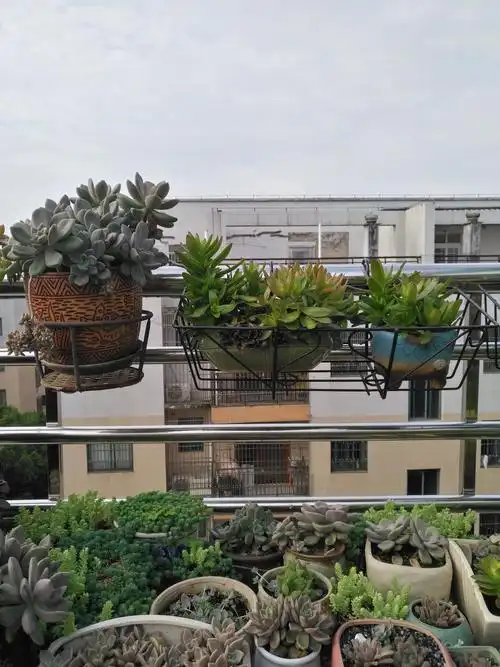 都市农妇的楼顶花园梦(2020年多肉篇)