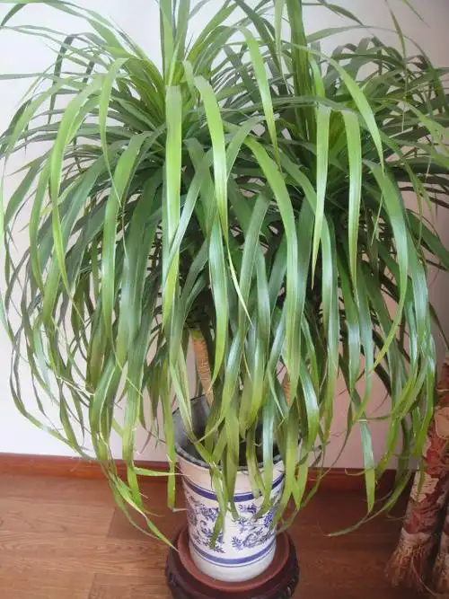 龙须兰的养殖介绍-华夏装饰网_中国权威装修服务平台