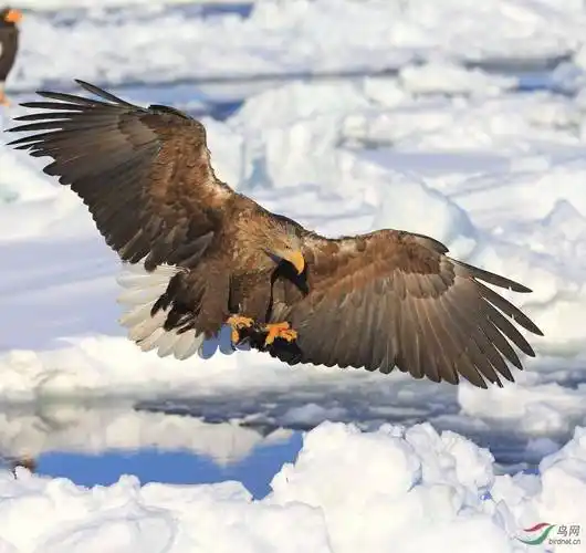 区别_老鹰_猎物