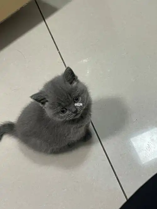 蓝猫小时候是长得很可爱长大了就很丑评论有小姐妹说是加菲猫串的蓝猫