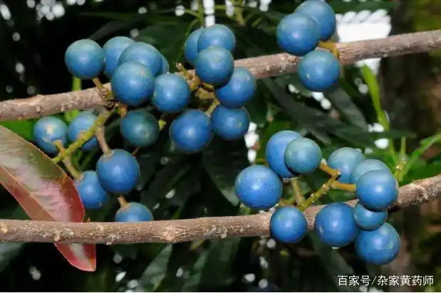 11~12月采摘成熟果实,去杂洗净,可直接鲜食,或做果酱,果饼,蜜饯.