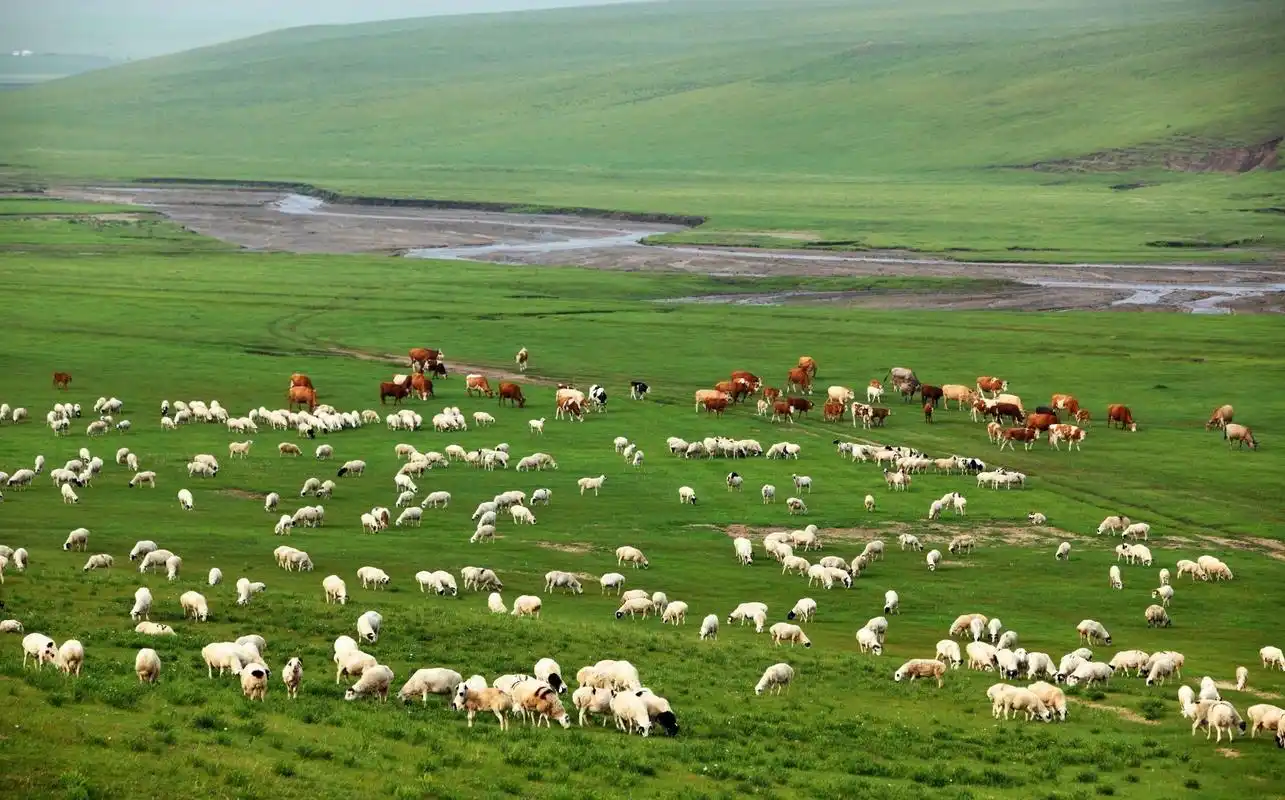 内蒙古阿鲁科尔沁草原游牧系统正式认定为全球重要农业文化遗产