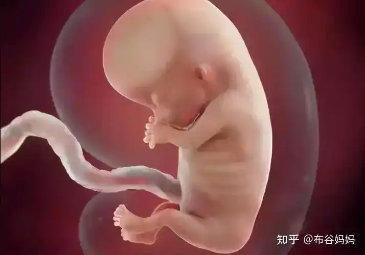 第四个月,胎儿心跳活跃,手和脚可以做一些细小的动作.