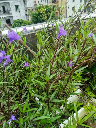 花境植物 紫花草蓝花草矮生高杆翠芦莉盆栽观花植物整草1斤
