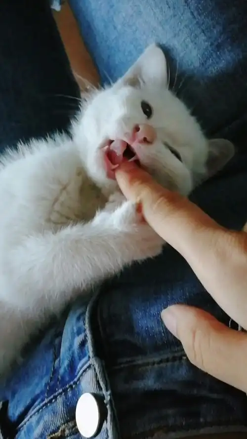 这种咬人的小猫咪还能要嘛?