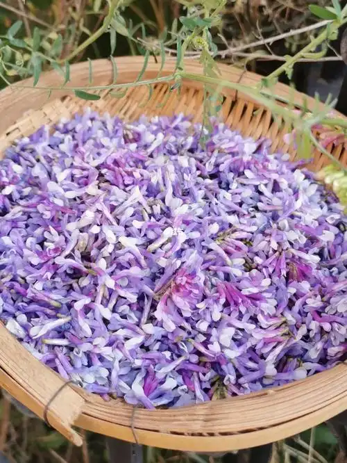 这是野豌豆花吗听说可以吃