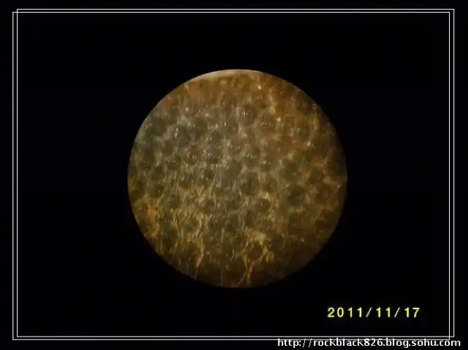 犀角显微结构分析