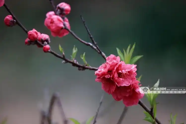 赴一场春天的浪漫约会广西融安桃花李花竞相开放55