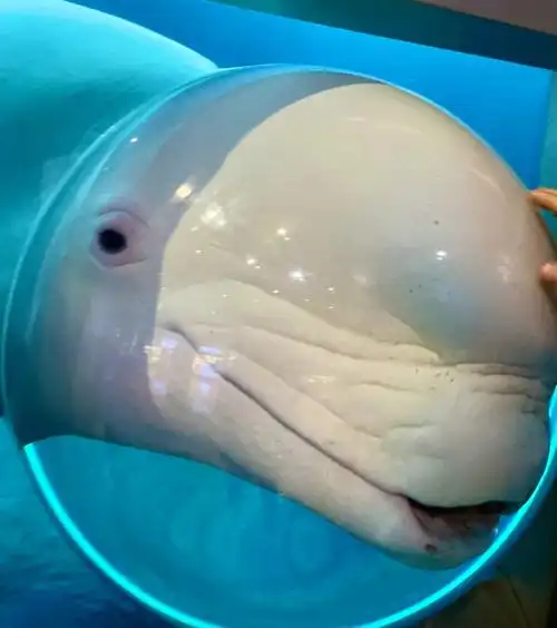 以我多次去海洋馆的经验,坐地铁到北京动物园,然后一路溜达到海洋馆是