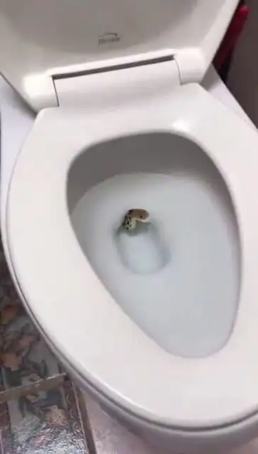 没想到家里的马桶里居然有蛇,真的吓死人了!