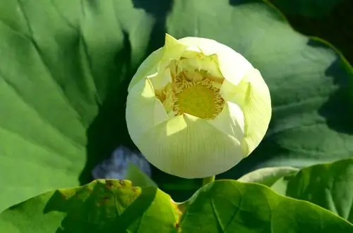 "绿色沁源 影动荷花"主题摄影大赛获奖作品赏析