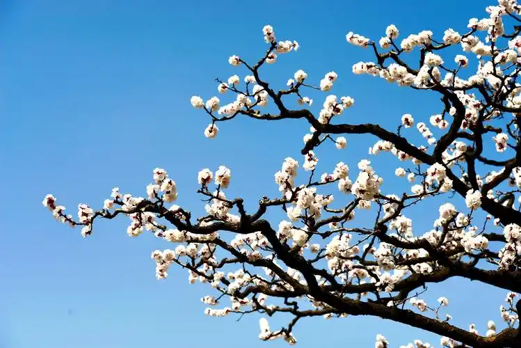 春风拂面绿陕西细语杏花赏蓝田