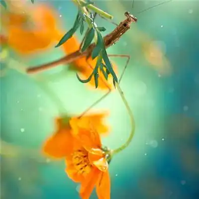 最好看的风景头像