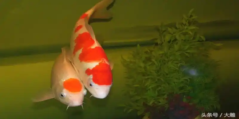 旺财鱼图片大全,家中_大山谷图库