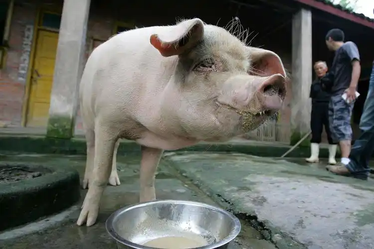 猪坚强因年老衰竭往生了!