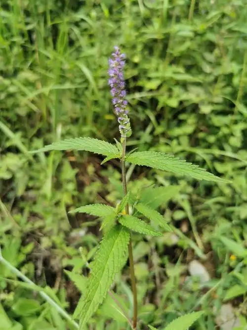 这四种自带香气的唇形科中药,你识得吗? - 美篇