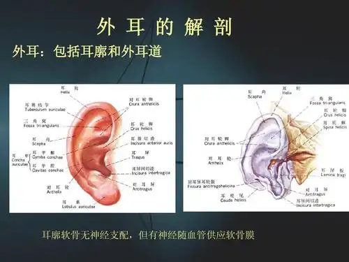 外 耳 的 解 剖 外耳: 外耳:包括耳廓和外耳道 耳廓软骨无神经支配