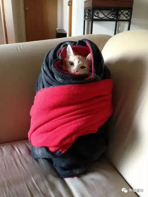 有一种冷叫铲屎官觉得你冷