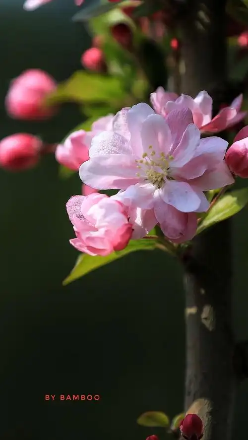 惊艳海棠花 最美四月天(三)