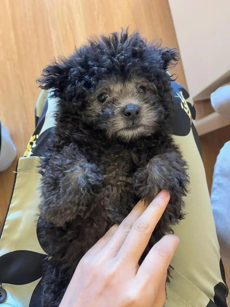 三个月的灰泰迪,几个月可以剃胎毛呀 披着黑色外套的小灰狗,里面已经