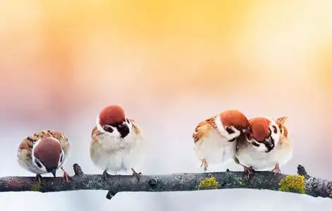 四只可爱的小鸟麻雀坐在树枝上照片