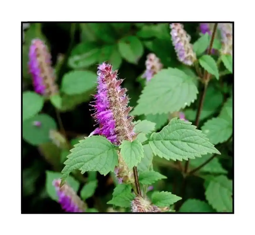 每天学习一味中药-香薷 香薷 出处:《名医别录》 别名:香茹,香草 药性