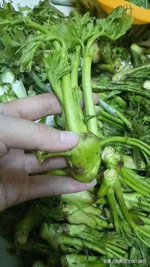 的酒对静脉曲张有效果吗不可以的建议您可以试试服用符瑞曲克芦丁颗粒