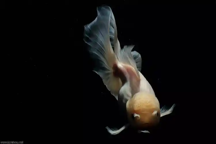 绝美金鱼照片可以做手机屏保