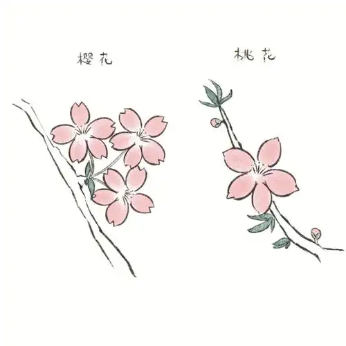 有手就会超级简单的时樱花桃花绘画过程