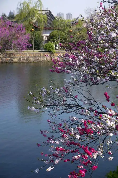 江南桃花《醉美蠡园》