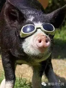 十张关于猪的爆笑图片第一张我就没忍住