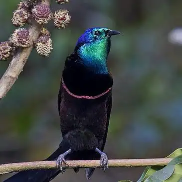 远方来不亦乐乎日历娘今日头像极乐鸟科 公主长尾风鸟本文来自果壳网