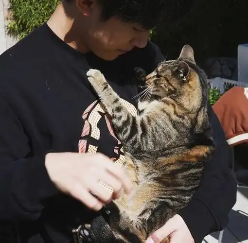 猫系男友易烊千玺