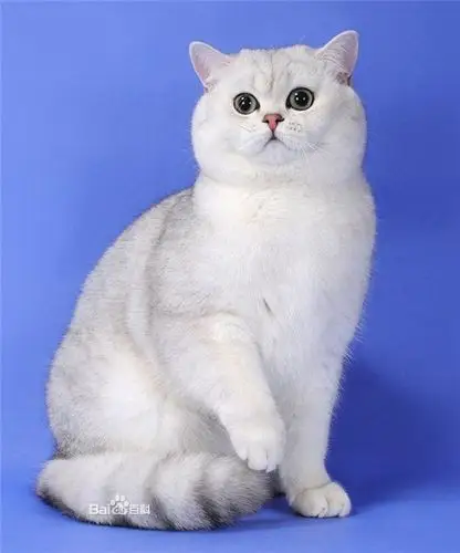 这是什么品种的猫