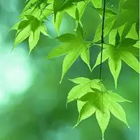 唯美景色qq头像