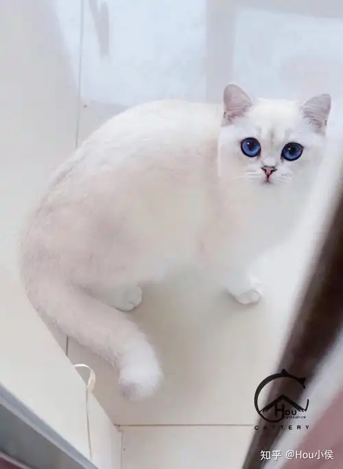 求科普英国短毛猫的银点色