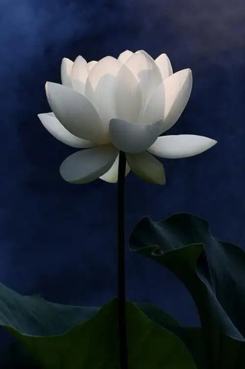 禅意莲花,清净无染,是意境也是心境.| 美国摄影师 bahman farzad