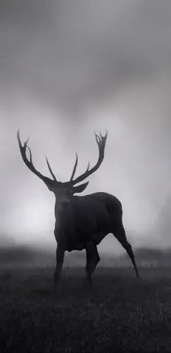 全面屏手机壁纸-梅花鹿 - 全面屏手机壁纸